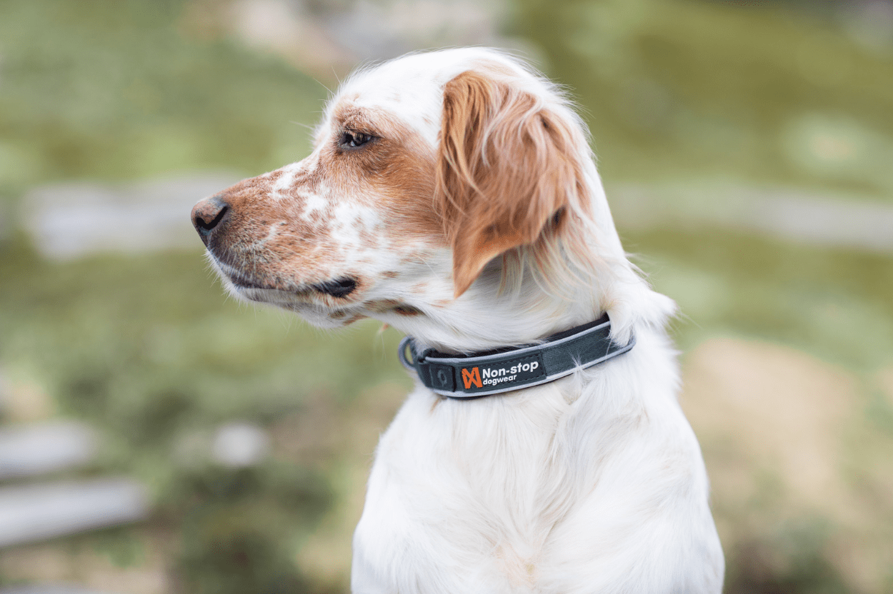 Roam Dog Collar (Non - Stop Dogwear) - SnowPaw Store - Non - Stop Dogwear - Dog Collars
